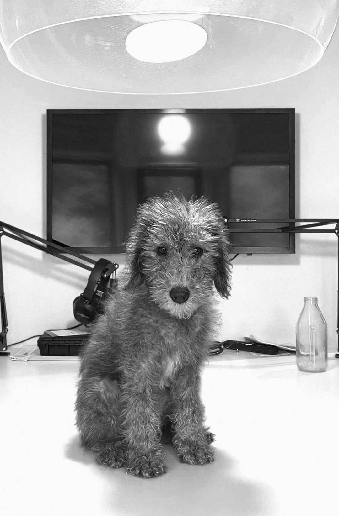 Penny the dog wearing headphones